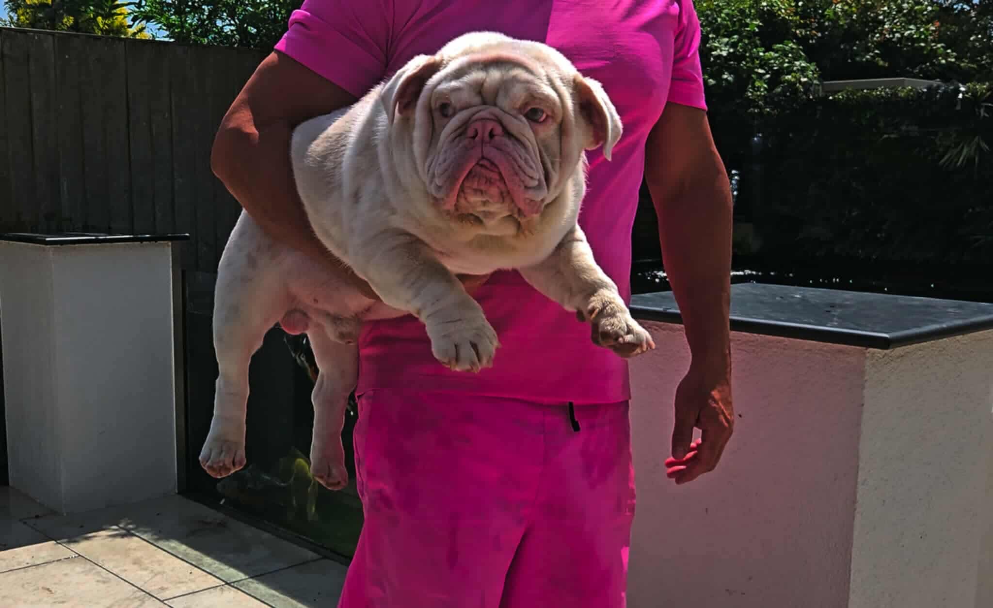 THE CHEMIST - Merle Pink Visual Fluffy Carrier