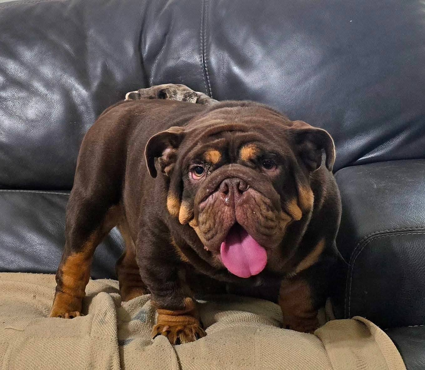 MELANIA - Chocolate Tri Foundation Female