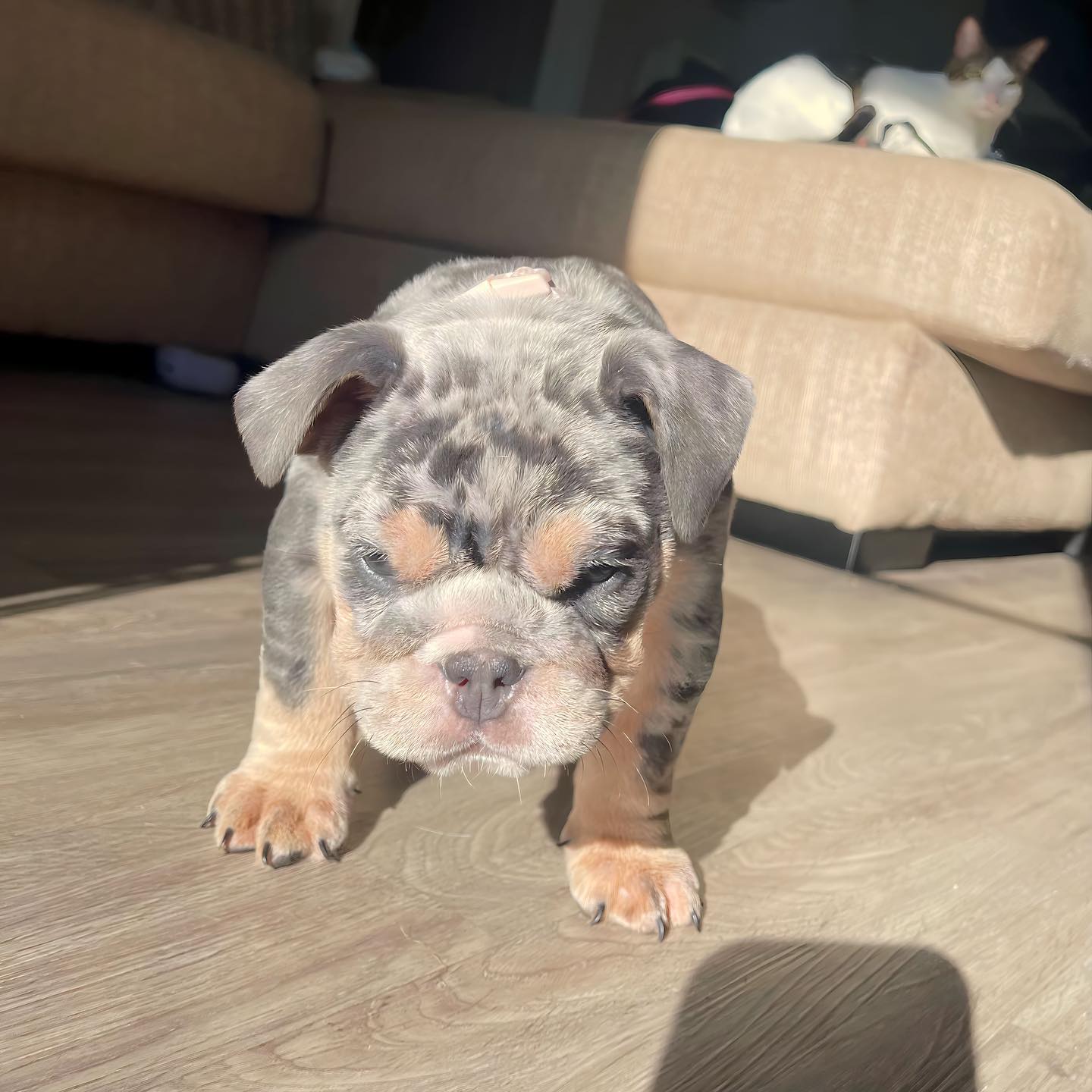 Health First Breeding