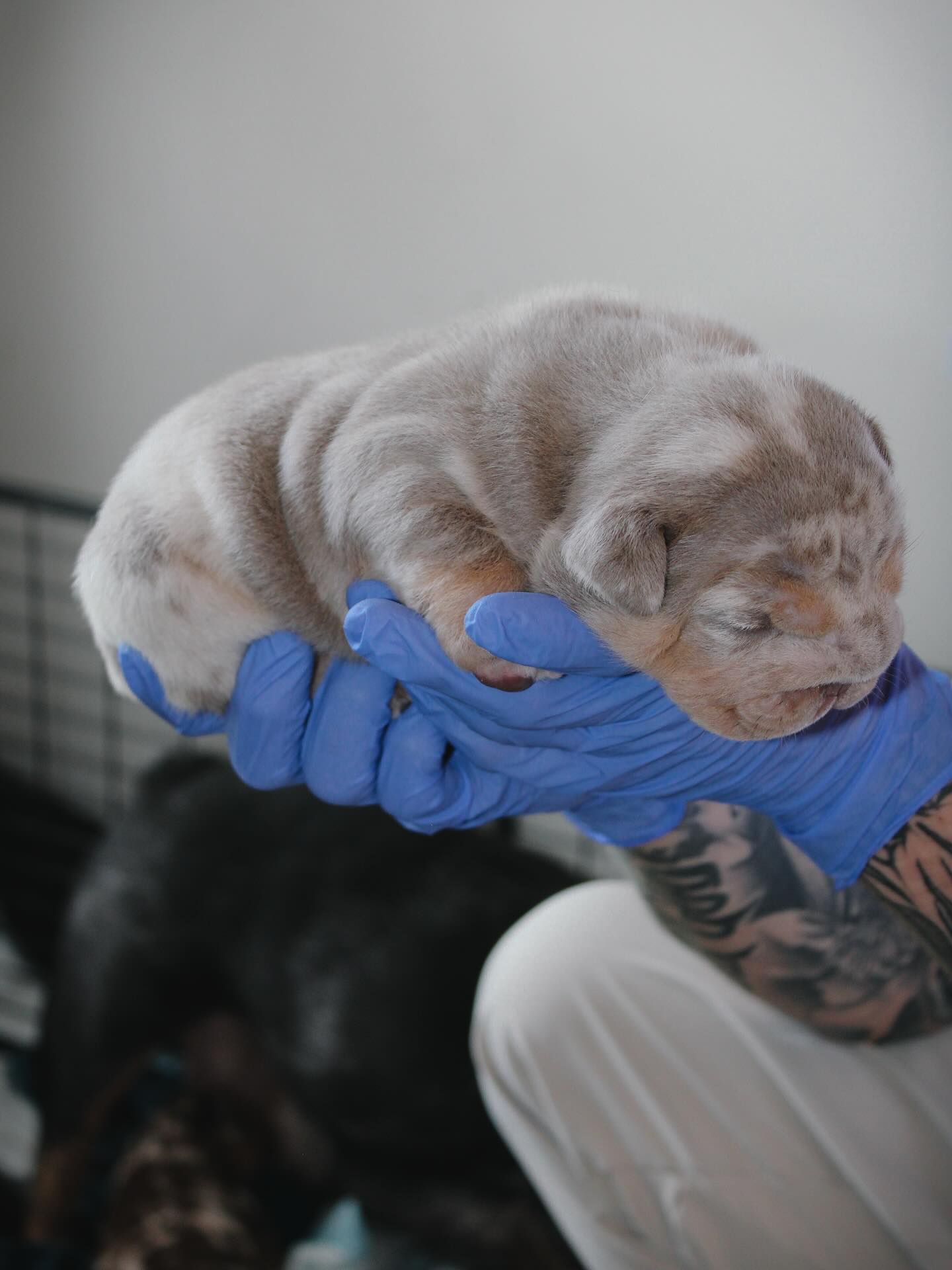 Instagram post from Godspeed Bulldogs