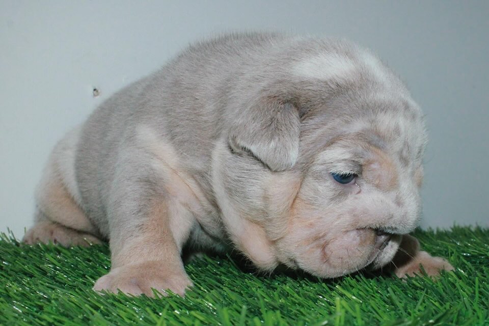 Instagram post from Godspeed Bulldogs